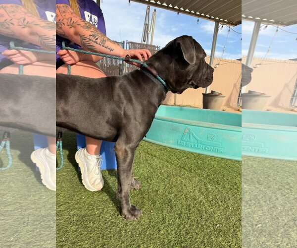 Medium Photo #2 Mutt Puppy For Sale in Goodyear, AZ, USA