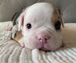 Small Photo #9 Bulldog Puppy For Sale in EASTVALE, CA, USA