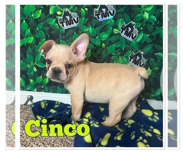 Medium Photo #1 French Bulldog Puppy For Sale in SPRING, TX, USA