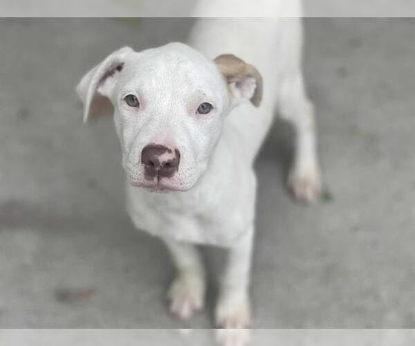 Medium Photo #1 Dogo Argentino-Unknown Mix Puppy For Sale in Tulsa, OK, USA