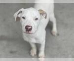 Small Dogo Argentino Mix
