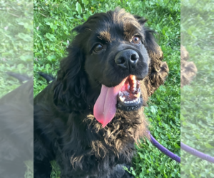 Cocker Spaniel Dogs for adoption in Brooklyn, NY, USA