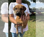 Small #3 Retriever  Mix
