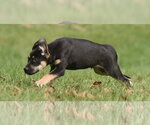 Small Photo #5 Australian Shepherd-Unknown Mix Puppy For Sale in Mechanicsburg, PA, USA