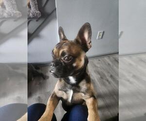 French Bulldog Puppy for sale in NORTHAMPTON, PA, USA