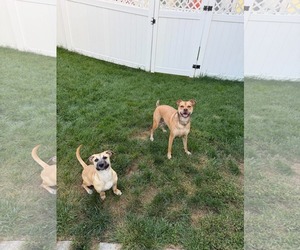 Kallie - Female Mutt Dog for Adoption - Photo #12