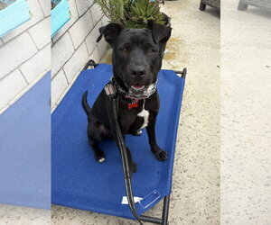 Marilynn - Female Labrador Retriever-Unknown Mix Dog for Adoption - Photo #24