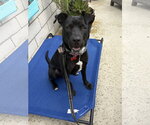 Small Photo #24 Labrador Retriever-Unknown Mix Puppy For Sale in San Diego, CA, USA
