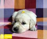 Small Photo #23 Golden Retriever Puppy For Sale in AIKEN, SC, USA