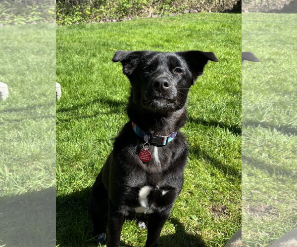Medium Photo #2 Collie-Unknown Mix Puppy For Sale in Bellevue, WA, USA
