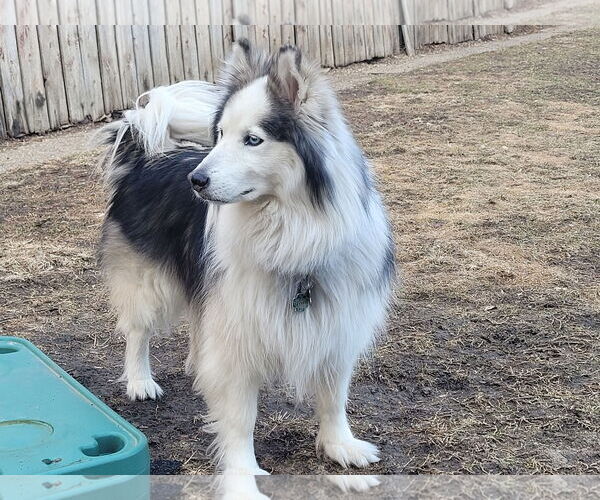 Medium Photo #3 Huskimo Puppy For Sale in Westmont, IL, USA