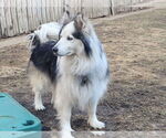 Small #2 Huskimo
