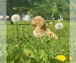 Small Photo #3 Poodle (Standard) Puppy For Sale in FRYTOWN, IA, USA