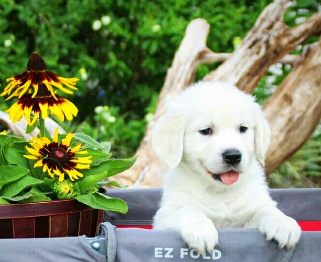 Medium Photo #1 Golden Retriever Puppy For Sale in NEW PORT RICHEY, FL, USA