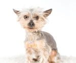 Small #3 Mutt
