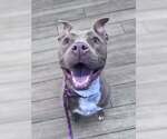 Small #1 Mutt