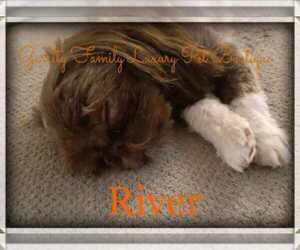 Shih Tzu Dog for Adoption in JACKSONVILLE, North Carolina USA