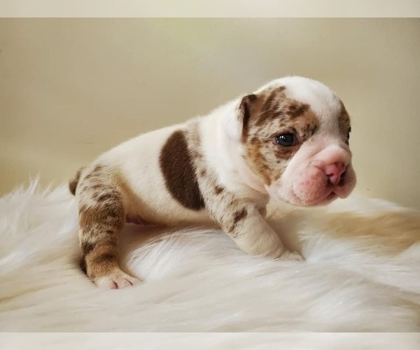 Medium Photo #3 English Bulldog Puppy For Sale in WALDORF, MD, USA
