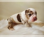 Small Photo #3 English Bulldog Puppy For Sale in WALDORF, MD, USA