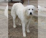 Small Photo #3 Great Pyrenees-Unknown Mix Puppy For Sale in Bandera, TX, USA