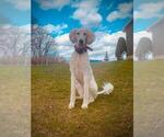 Small Photo #1 Labradoodle Puppy For Sale in MUNCY, PA, USA