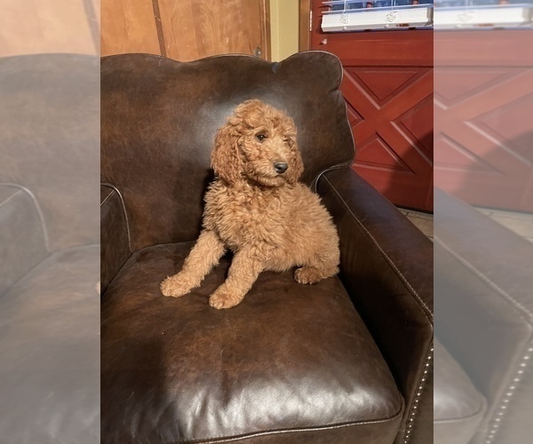 Medium Photo #1 Goldendoodle-Poodle (Standard) Mix Puppy For Sale in MODESTO, CA, USA