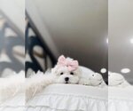Small Photo #12 Maltese Puppy For Sale in FORT LAUDERDALE, FL, USA