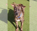 Small #16 Mountain Cur Mix