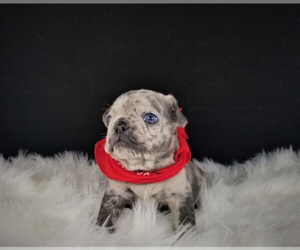 Medium Photo #10 French Bulldog Puppy For Sale in PORT READING, NJ, USA