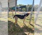 Small Photo #3 German Shepherd Dog-Unknown Mix Puppy For Sale in Evansville, IN, USA