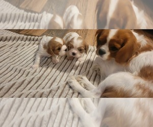 Mother of the Cavalier King Charles Spaniel puppies born on 11/14/2022
