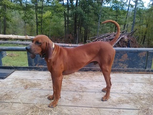 Father of the Redbone Coonhound puppies born on 10/17/2016