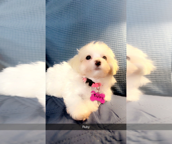 Medium Photo #7 Maltipoo (Miniature) Puppy For Sale in HIGH POINT, NC, USA