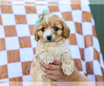 Small Photo #13 Cavapoo (Miniature) Puppy For Sale in LIBERTY, KY, USA