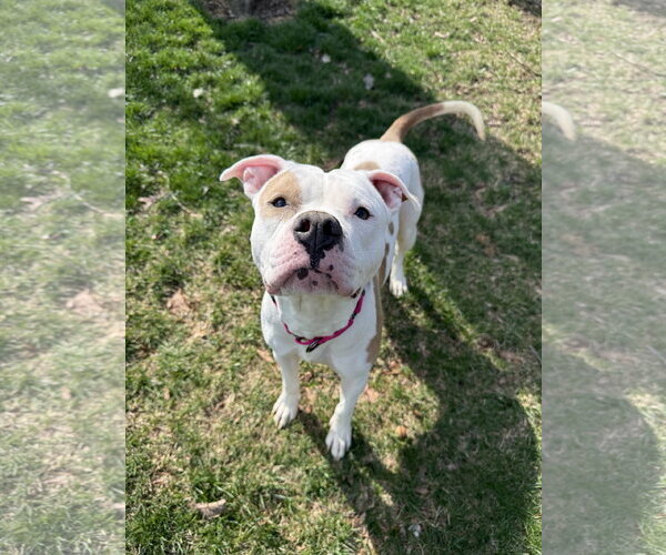 Medium Photo #7 Mutt Puppy For Sale in Alexandria, VA, USA