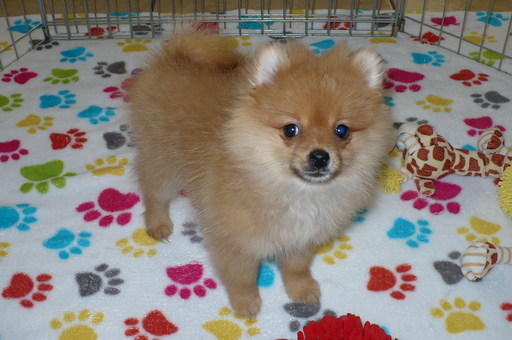 Medium Photo #1 Pomeranian Puppy For Sale in TUCSON, AZ, USA