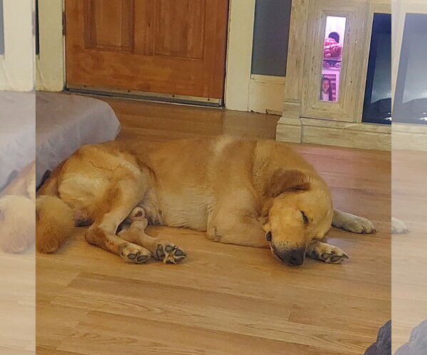 Medium Photo #3 Mutt Puppy For Sale in Cliffwood, NJ, USA