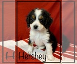 Small Photo #1 Miniature Bernedoodle Puppy For Sale in STONE CREEK, OH, USA