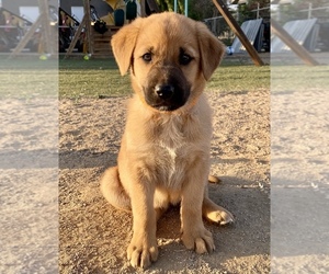 Golden Shepherd Puppy for sale in NORCO, CA, USA