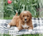 Small #1 Goldendoodle