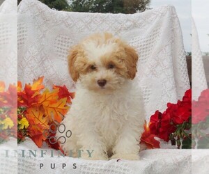 Maltipoo Puppy for sale in RISING SUN, MD, USA