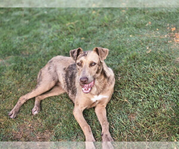 Medium Photo #12 Catahoula Leopard Dog-Unknown Mix Puppy For Sale in Boston, MA, USA