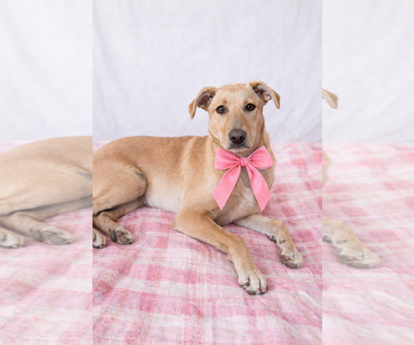 Medium Photo #4 Mutt Puppy For Sale in Mt. Laurel, NJ, USA