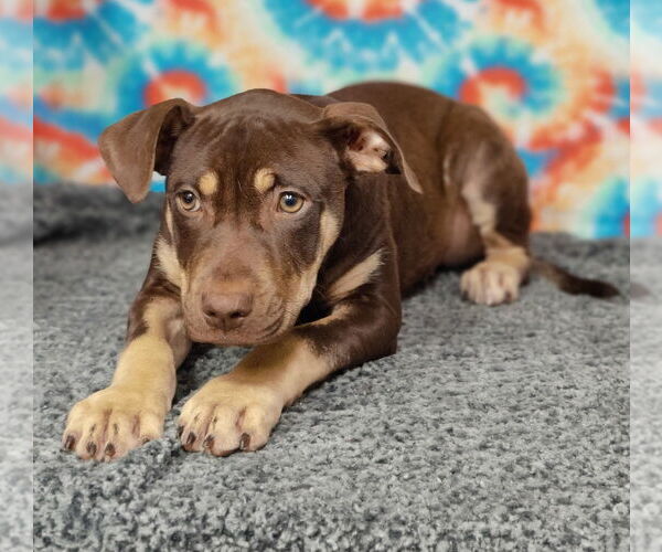 Medium Photo #3 American Pit Bull Terrier-Labrador Retriever Mix Puppy For Sale in Talladega, AL, USA