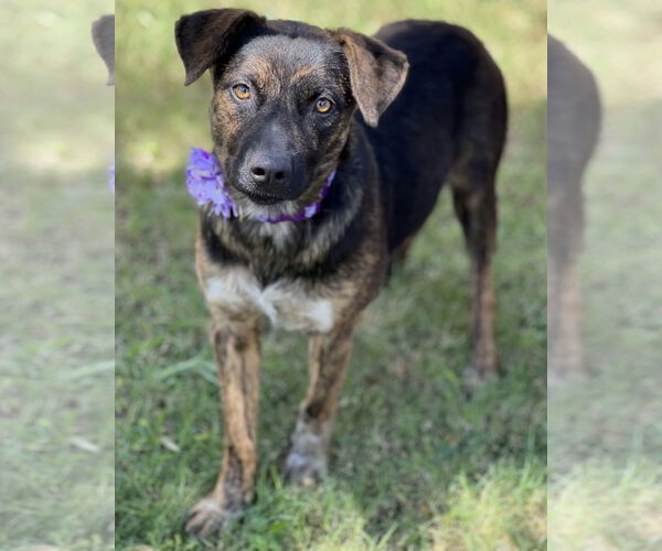 Medium Photo #3 Mutt Puppy For Sale in Phoenix, AZ, USA