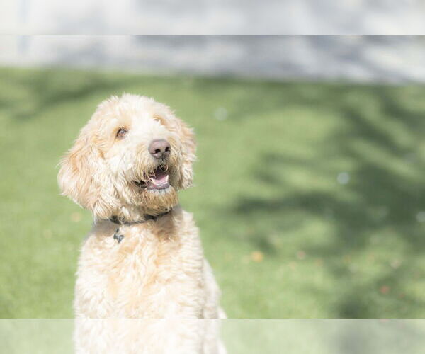 Medium Photo #4 Goldendoodle Puppy For Sale in Orlando, FL, USA