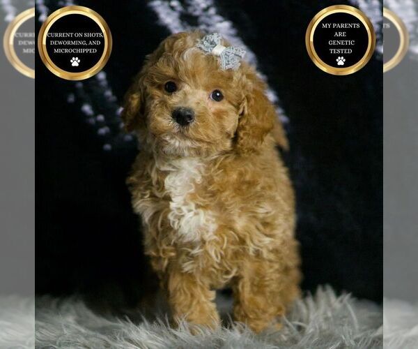 Medium Photo #40 Maltipoo (Miniature) Puppy For Sale in WARSAW, IN, USA
