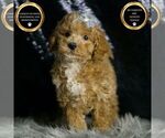 Small #5 Maltipoo (Miniature)