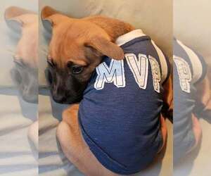 Mutt Dogs for adoption in Woodbury, NY, USA