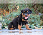 Small #1 Rottweiler